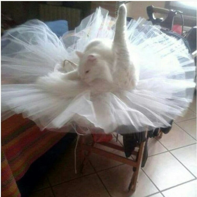 Ready for the holidays :) - cat, Ballerinas