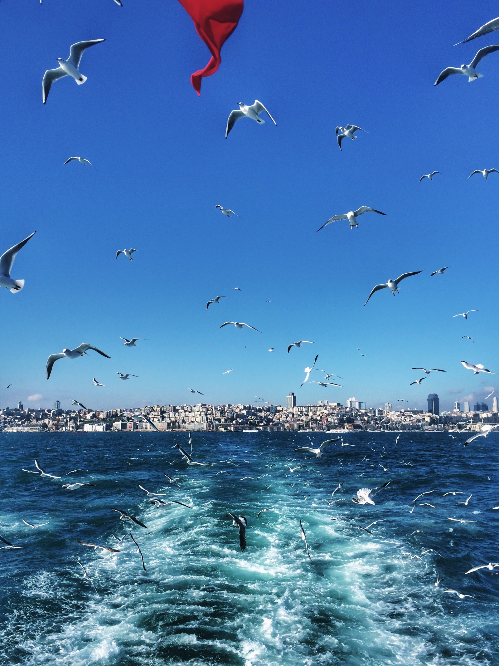 Seagulls of the Sea of ??Marmara - My, Seagulls, Sea, The photo