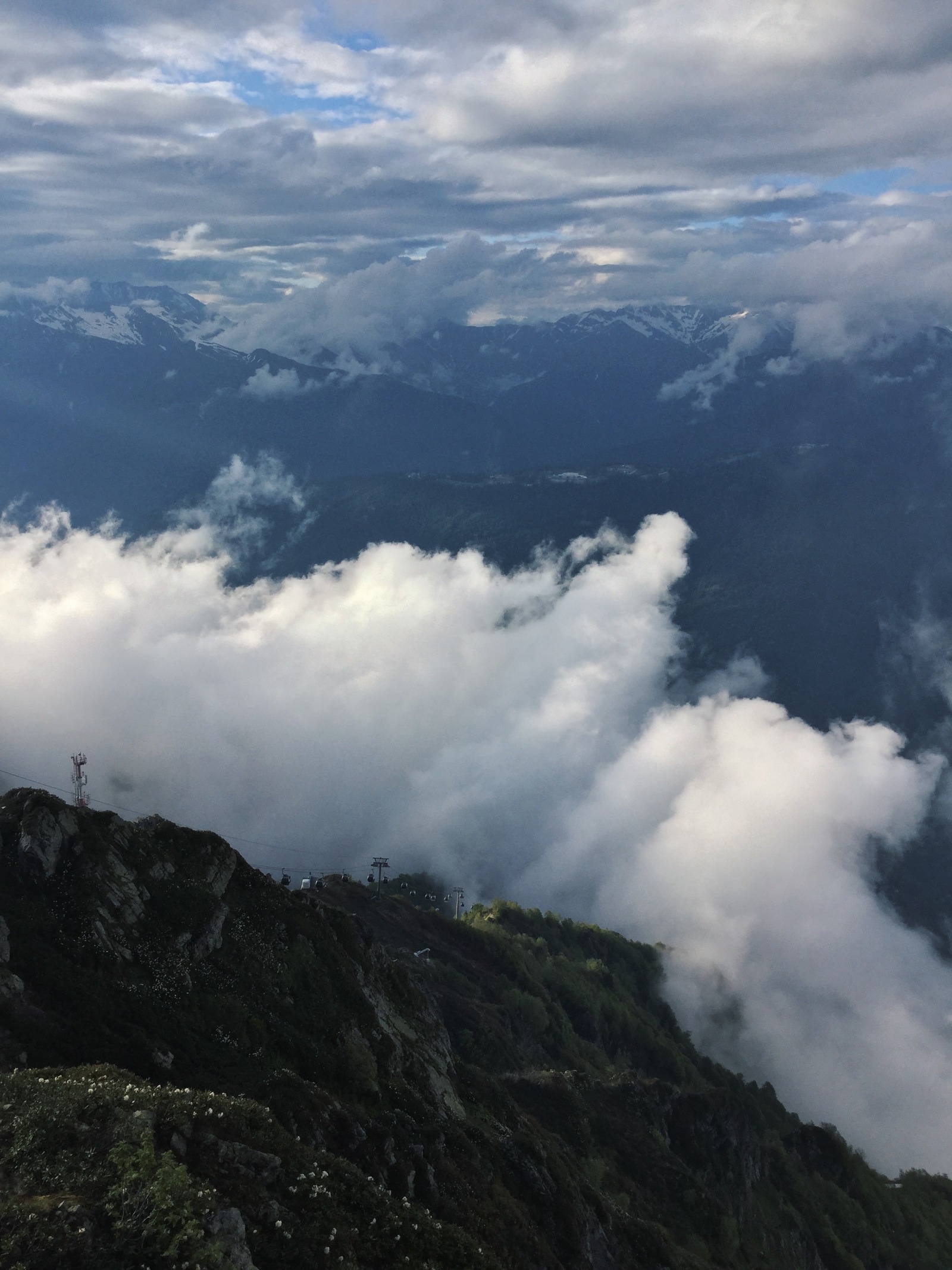 Rhododendrons in the mountains - My, Flowers, Russia, Sochi, The mountains, The photo, Longpost