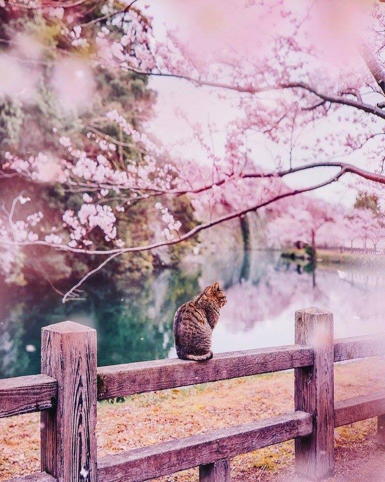 Spring in Japan. - Japan, Spring, cat, cat house, A life