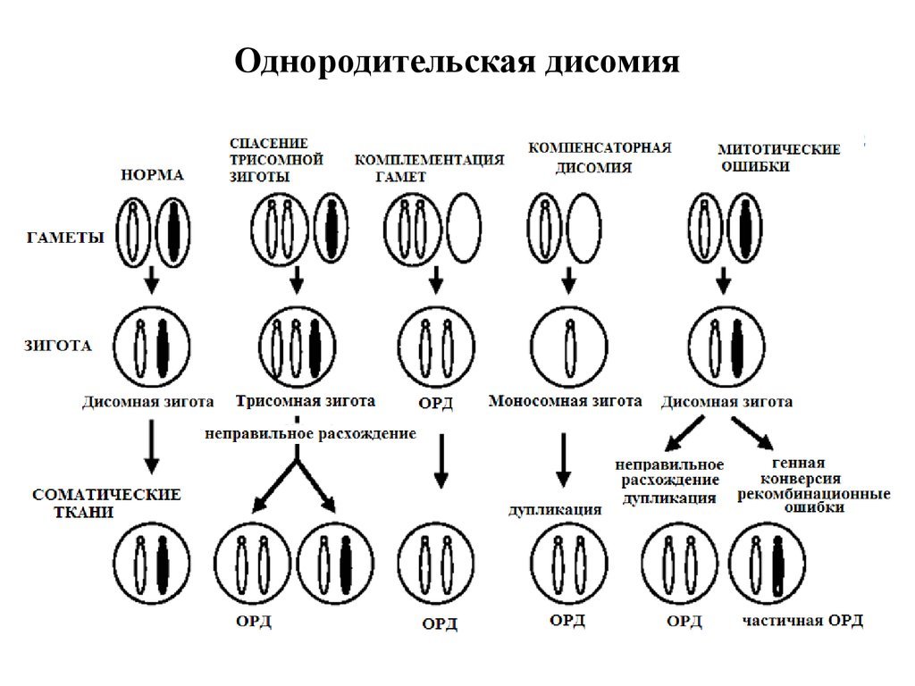 A little about non-traditional types of inheritance of genetic pathology. - My, Genetics, Education, , The science, Hordes, Mitochondria, Expansion, Longpost, Genetic diseases