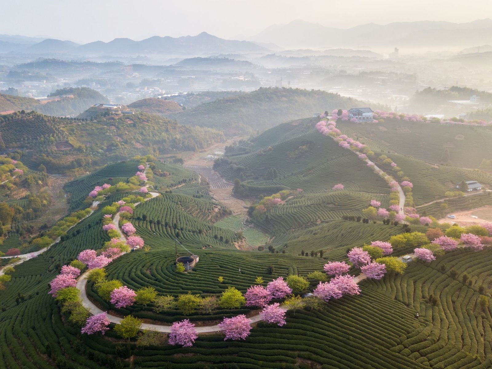 Spring at a tea plantation in Fujian, China - Spring, China, Nature, Chinese tea, Landscape, The photo