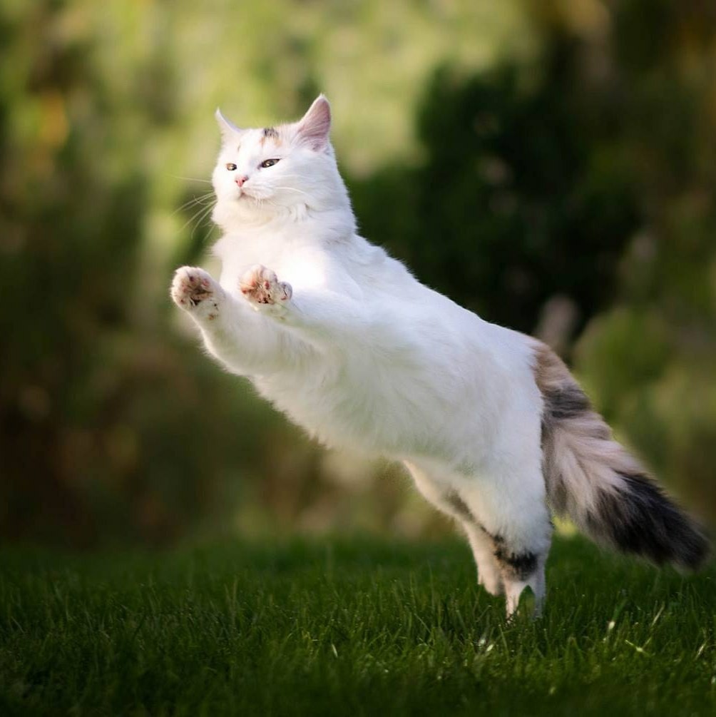 Action cat. Летающий кот. Кошка в прыжке. Пушистый кот в прыжке. Коты прыгают.