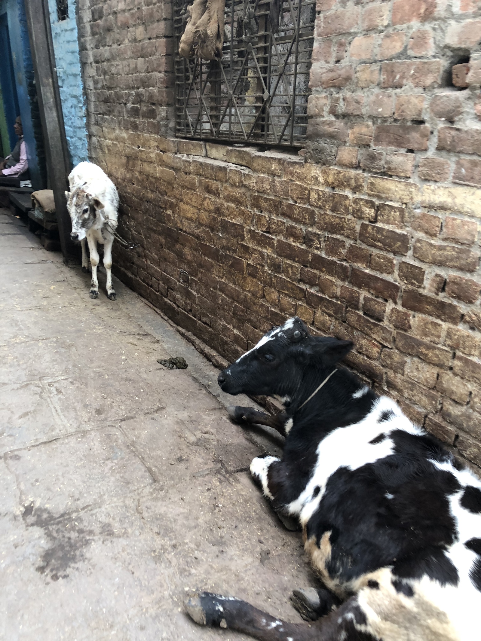 Can I have a bottle of mineral water and a Kent eight? - My, India, Cow, Travels, Impudence, Tourism, Animals, Longpost