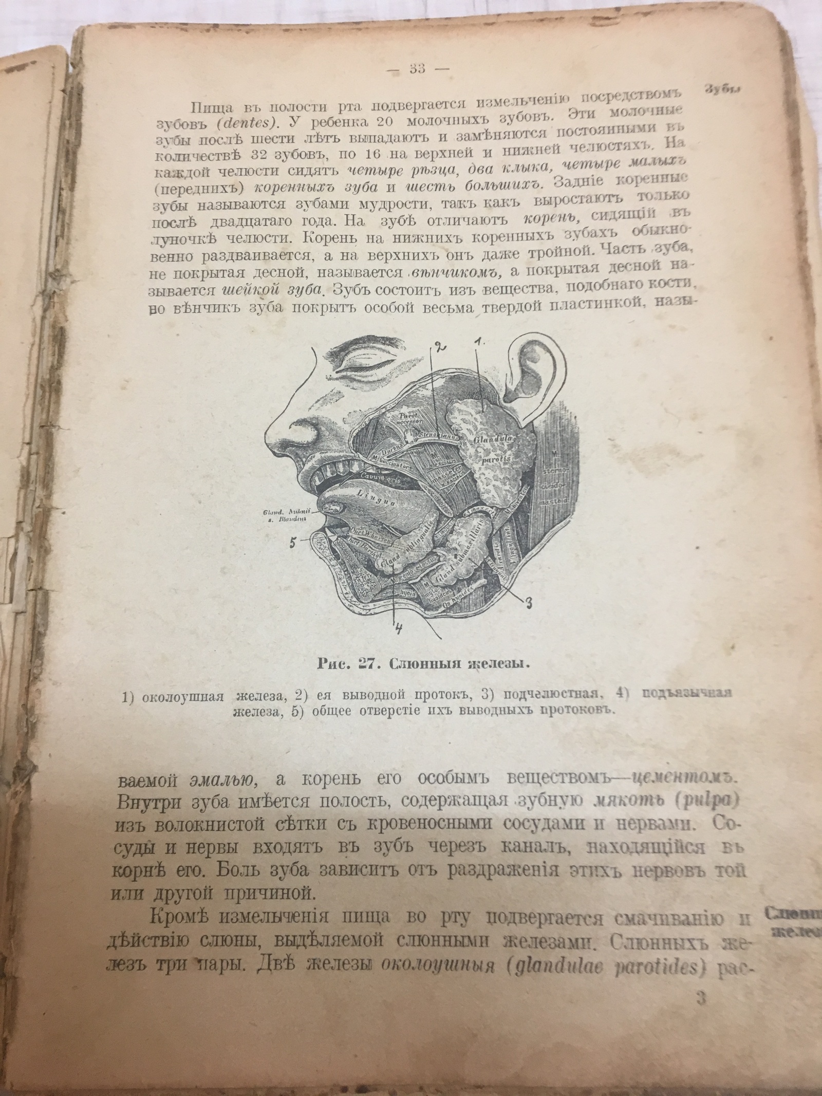 Старая книга. Руководство ротных фельдшеров. Анатомия и физиология - Моё, Книги, Старинные книги, Медицина, Длиннопост