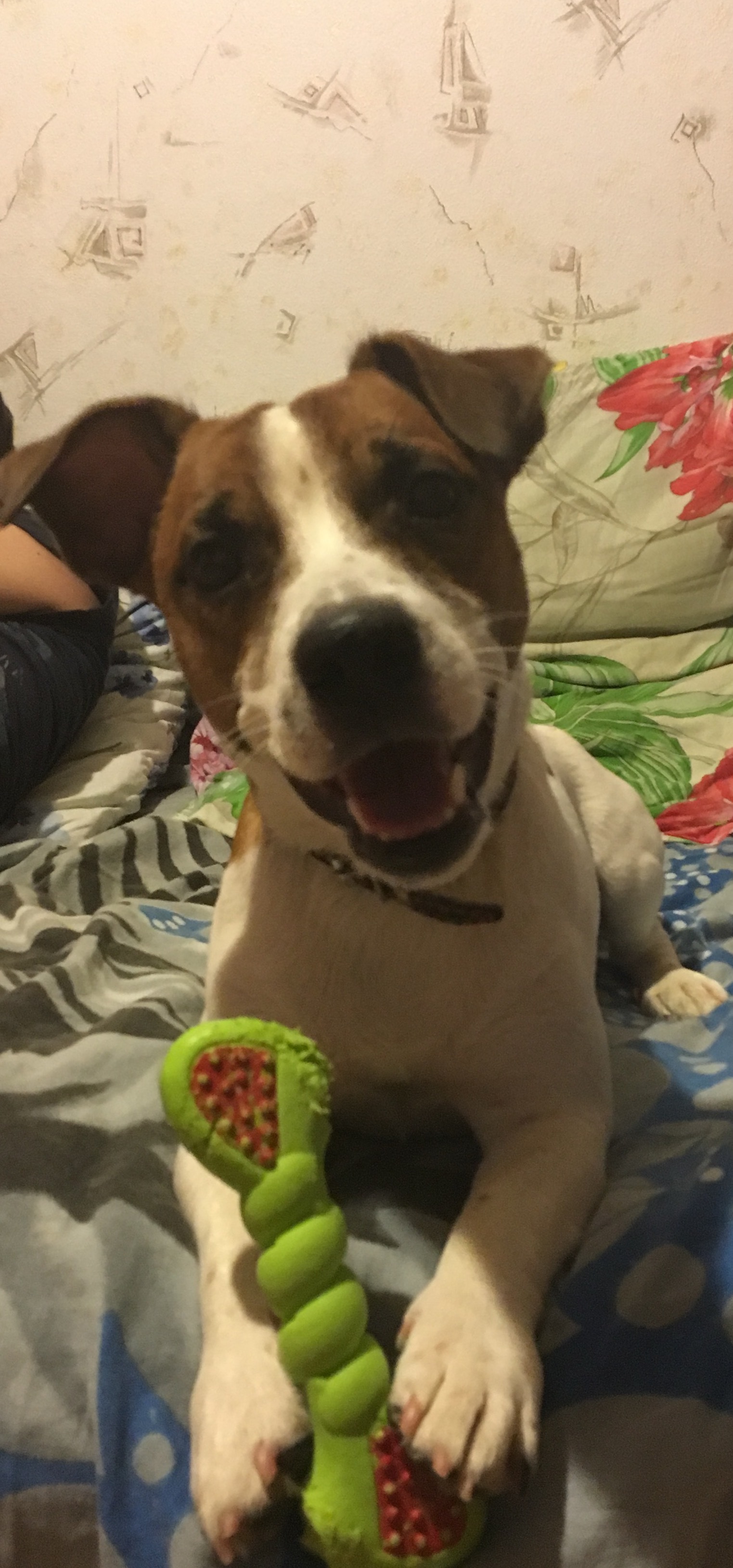 Happiness - My, Dog, Jack Russell Terrier