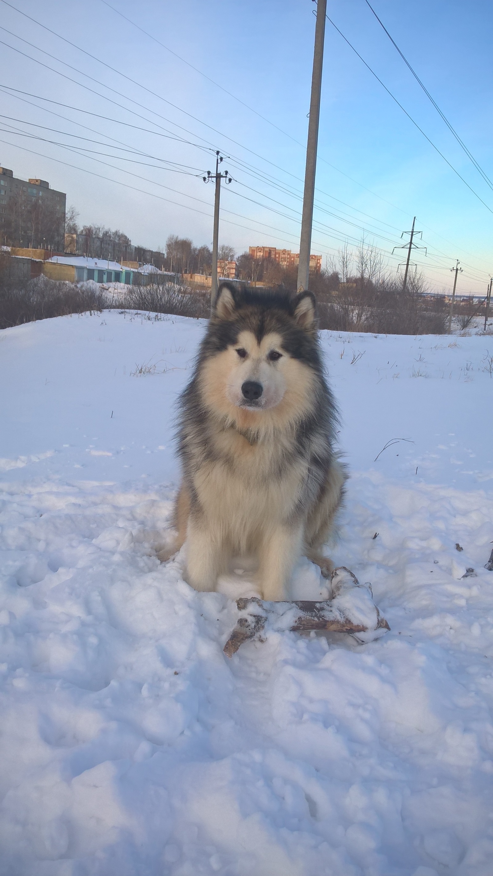 Morning with a dog does not start with coffee - The photo, Dog, Winter, Snow, Longpost, Alaskan Malamute, My
