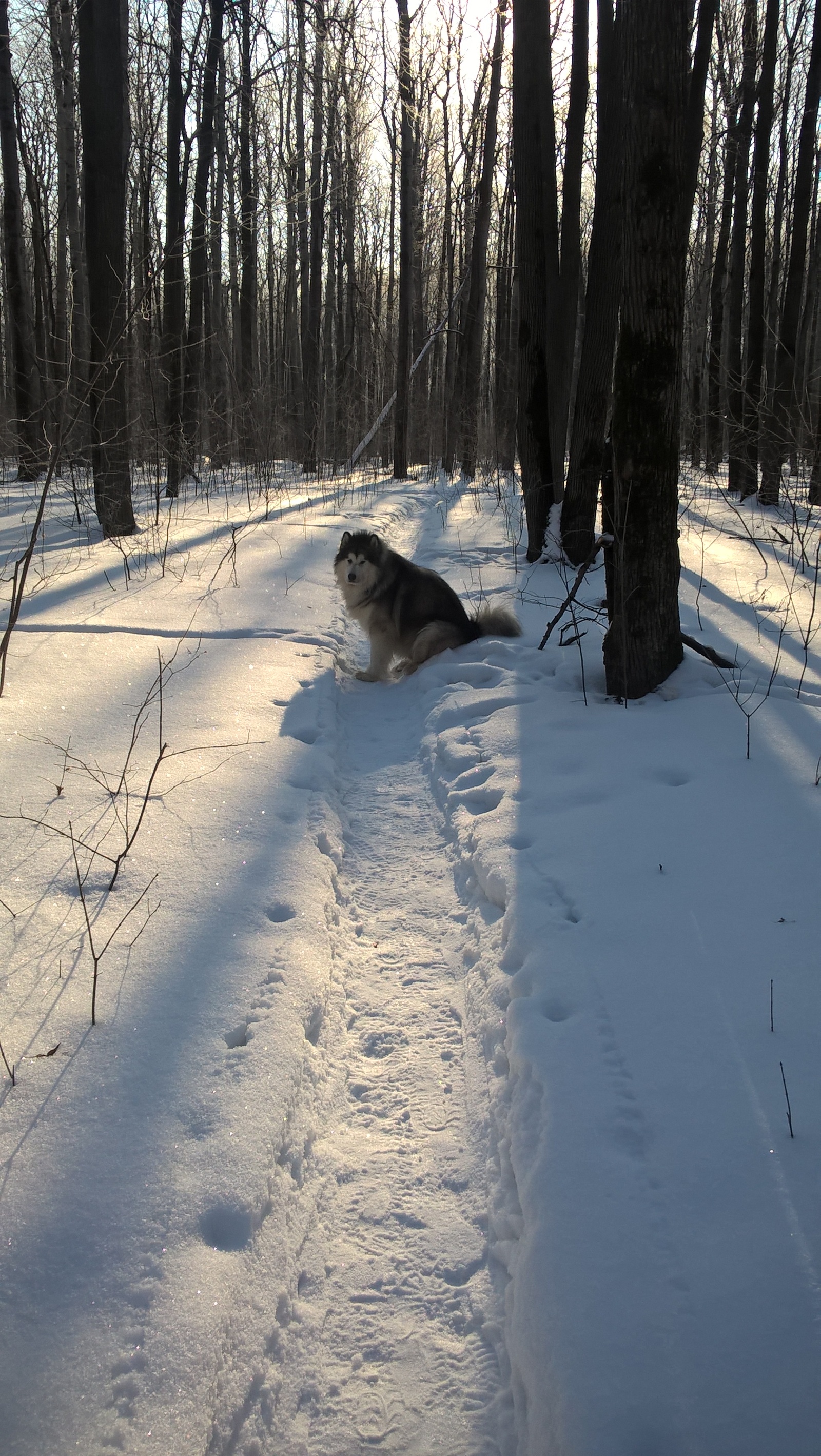 Morning with a dog does not start with coffee - The photo, Dog, Winter, Snow, Longpost, Alaskan Malamute, My