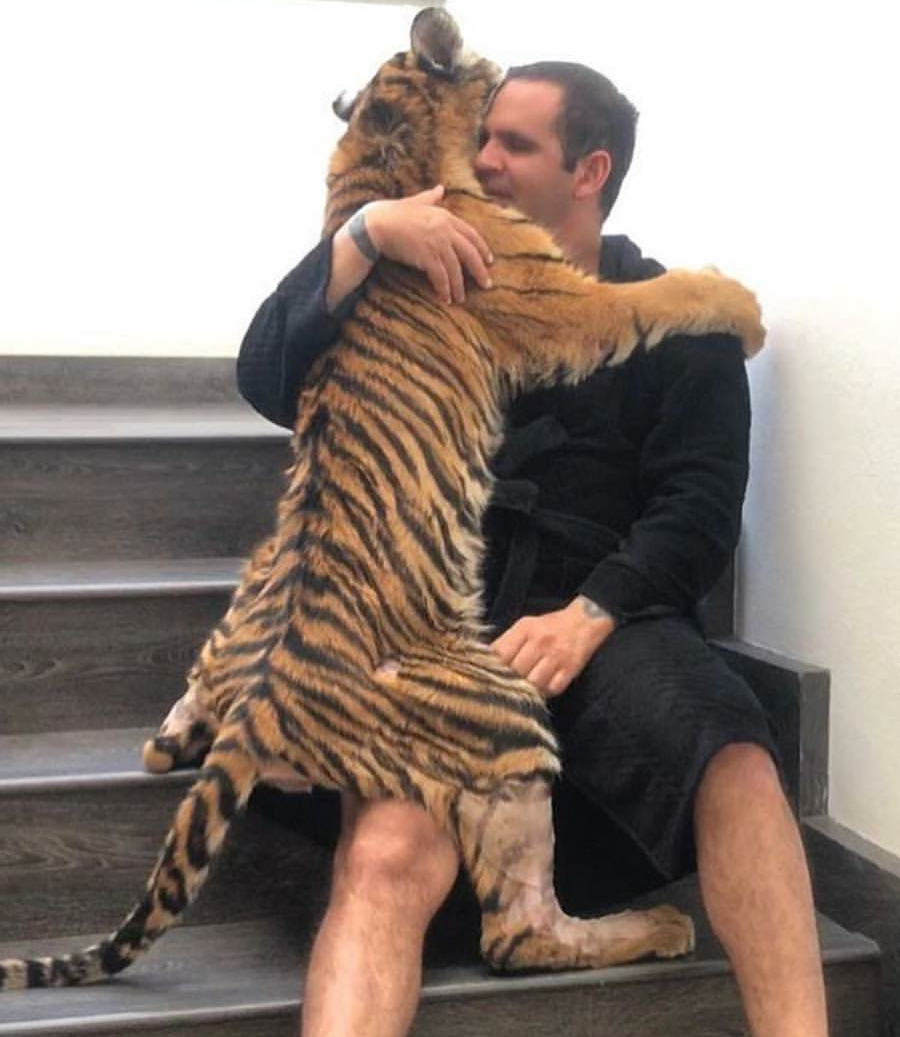 Hugs - Hugs, Milota, Longpost, a lion, Tiger, Cat family, The photo, 