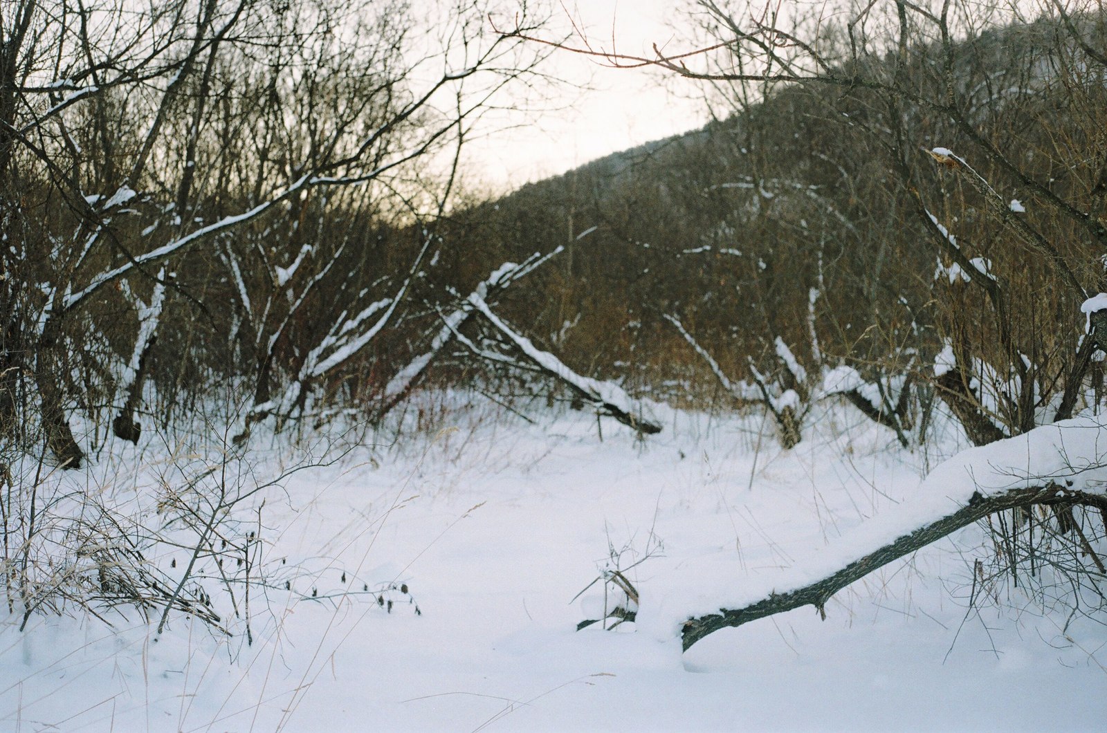 A series of shots in the winter forest - My, Winter, Film, Siberia, Walk, Krasnoyarsk region, Longpost