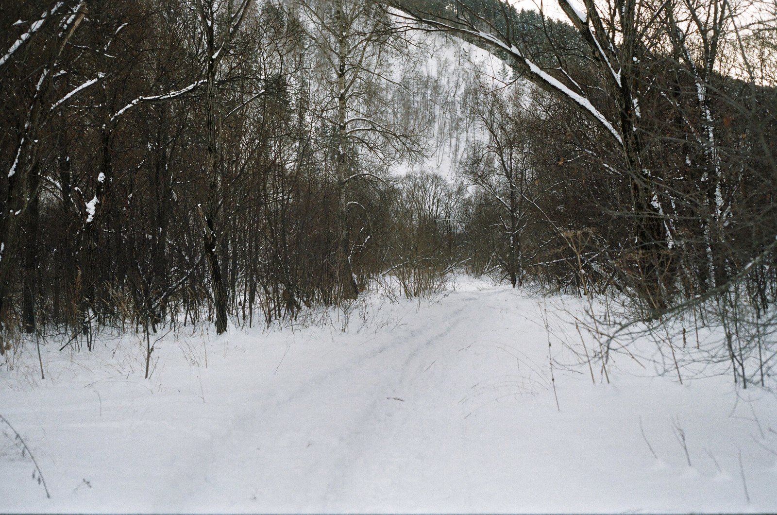 A series of shots in the winter forest - My, Winter, Film, Siberia, Walk, Krasnoyarsk region, Longpost