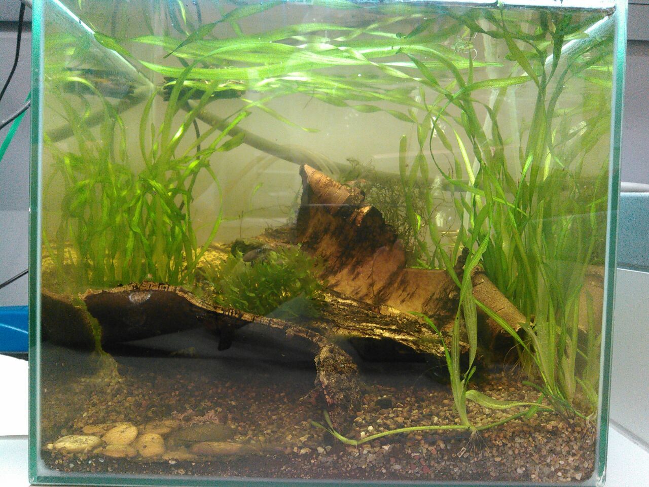 My shrimp farmer: how it all started or can I create a sustainable ecosystem? - My, Aquarium, Aquarium shrimp, Nanoaquarium, Especially for Peekaboo, Video, Longpost