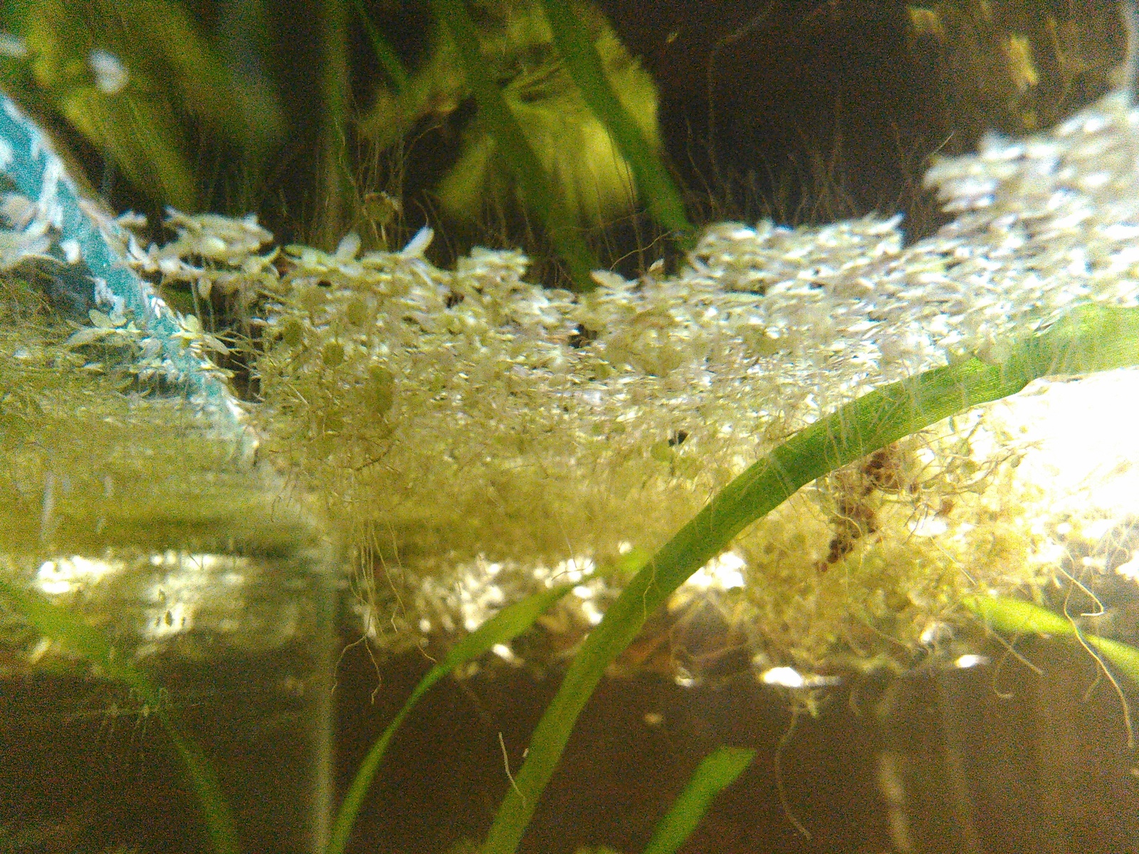 My shrimp farmer: how it all started or can I create a sustainable ecosystem? - My, Aquarium, Aquarium shrimp, Nanoaquarium, Especially for Peekaboo, Video, Longpost