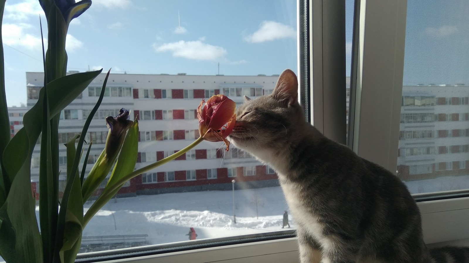 After March 8 - My, cat, Flowers, Holidays