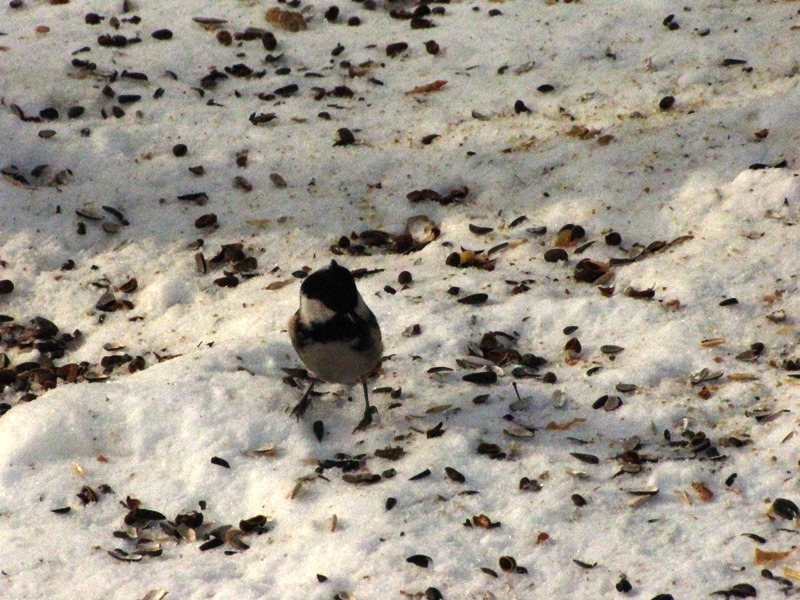 Birds of the Lyublino region - My, Birds, The photo, My, Longpost, Bird watching, 