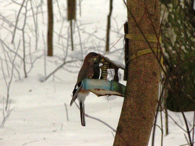 Birds of the Lyublino region - My, Birds, The photo, My, Longpost, Bird watching, 