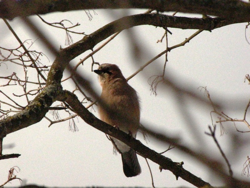 Birds of the Lyublino region - My, Birds, The photo, My, Longpost, Bird watching, 