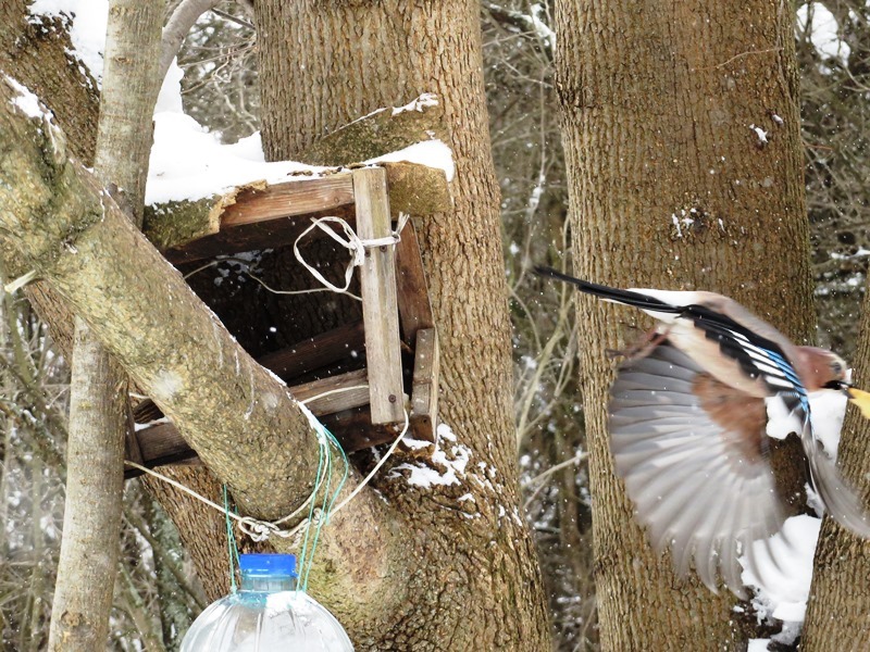 Birds of the Lyublino region - My, Birds, The photo, My, Longpost, Bird watching, 