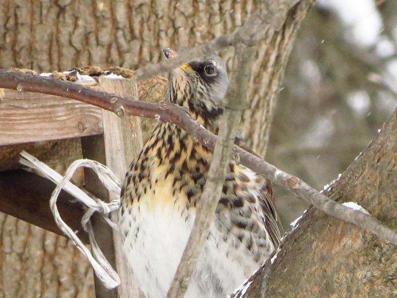 Birds of the Lyublino region - My, Birds, The photo, My, Longpost, Bird watching, 