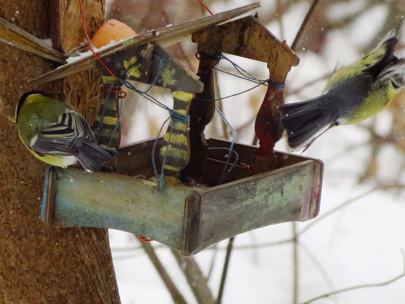 Birds of the Lyublino region - My, Birds, The photo, My, Longpost, Bird watching, 