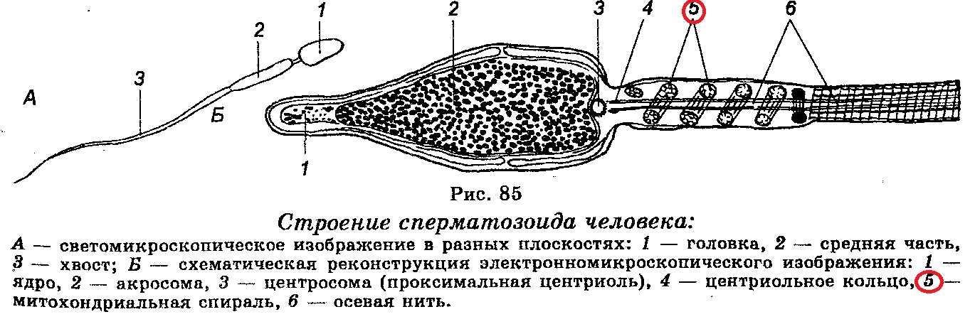 Строение сперматозоида. Строение спермия гистология. Схема строения спермия. Схема строения сперматозоида млекопитающего. Рисунок строение жгутикового сперматозоида.