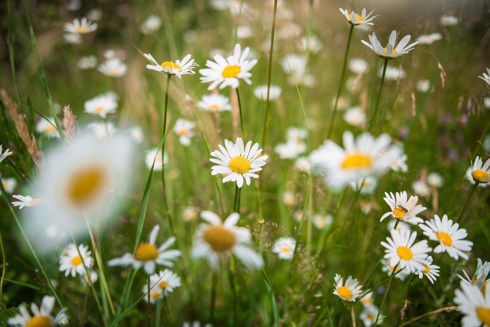 Memories of Summer. - My, Nature, Landscape, Photographer, Summer, Flowers, Nikon, Longpost, 