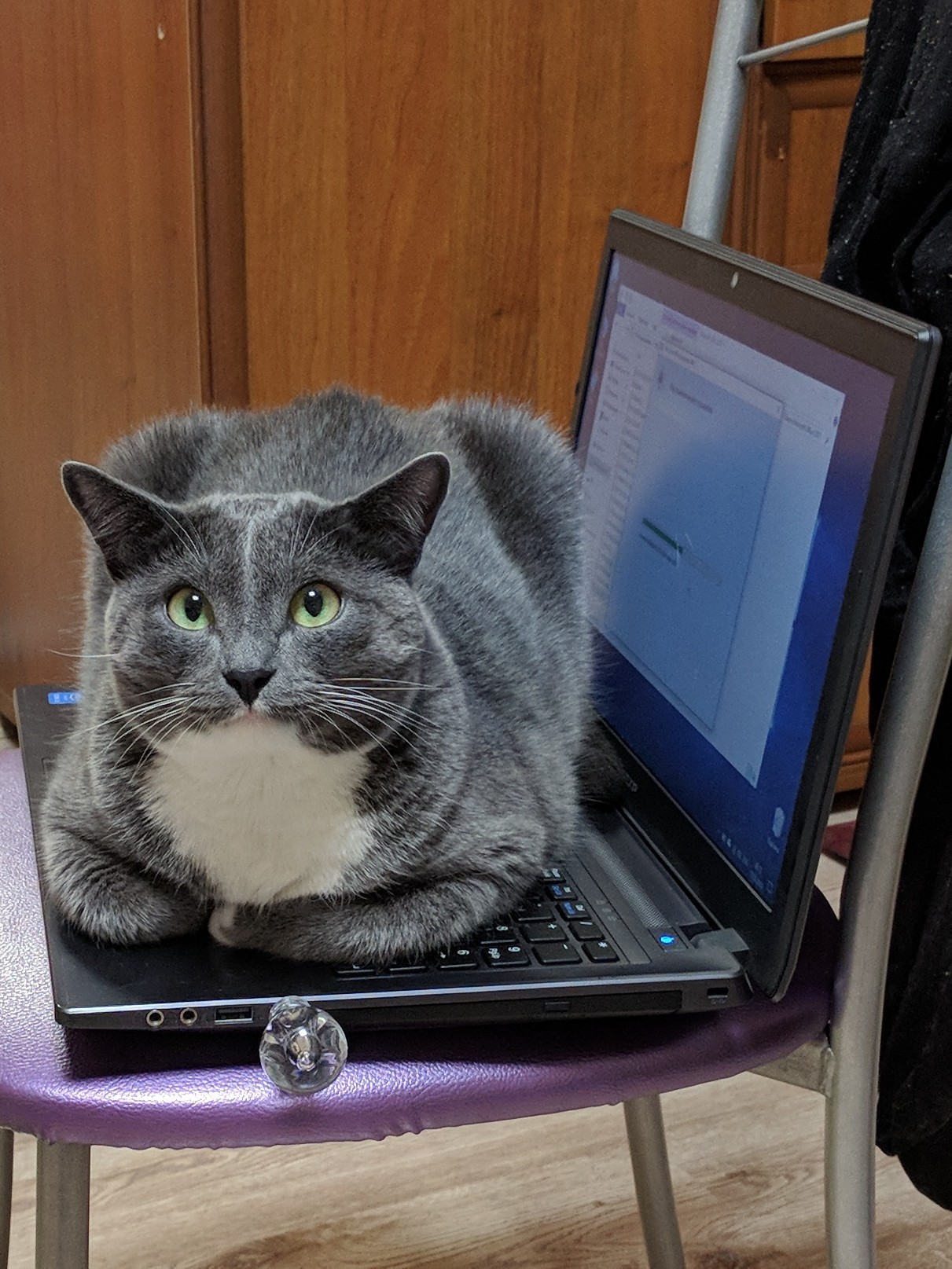 Something, I think, Office is put for a long time. - My, cat, Notebook