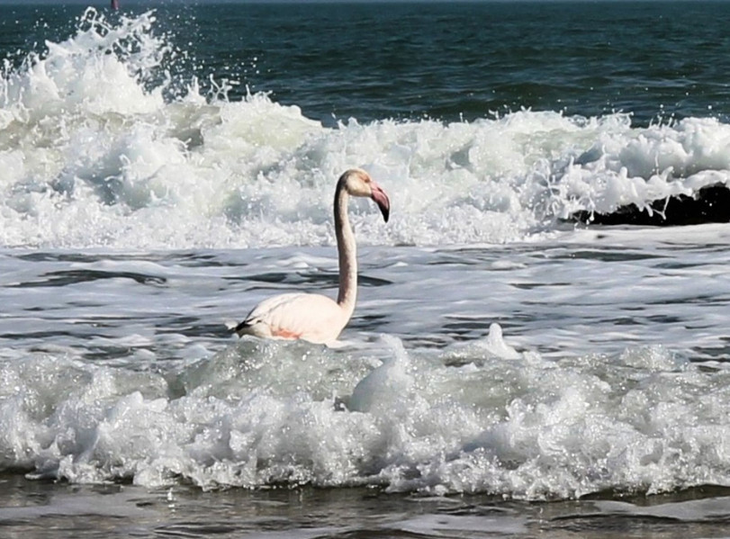 A new resident on the coast of Feodosia - Crimea, Feodosia, Flamingo, Longpost, The photo