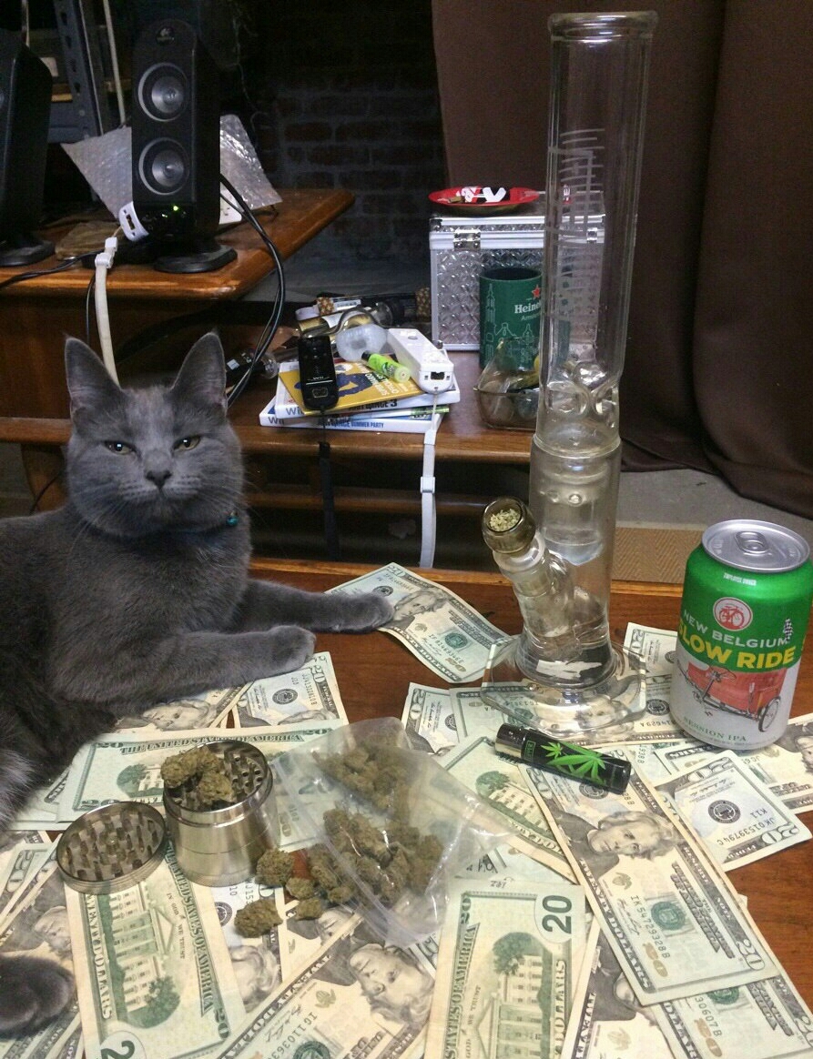 You just take this money and you didn't see anything! - cat, Alcohol, Marijuana, Bong, Money