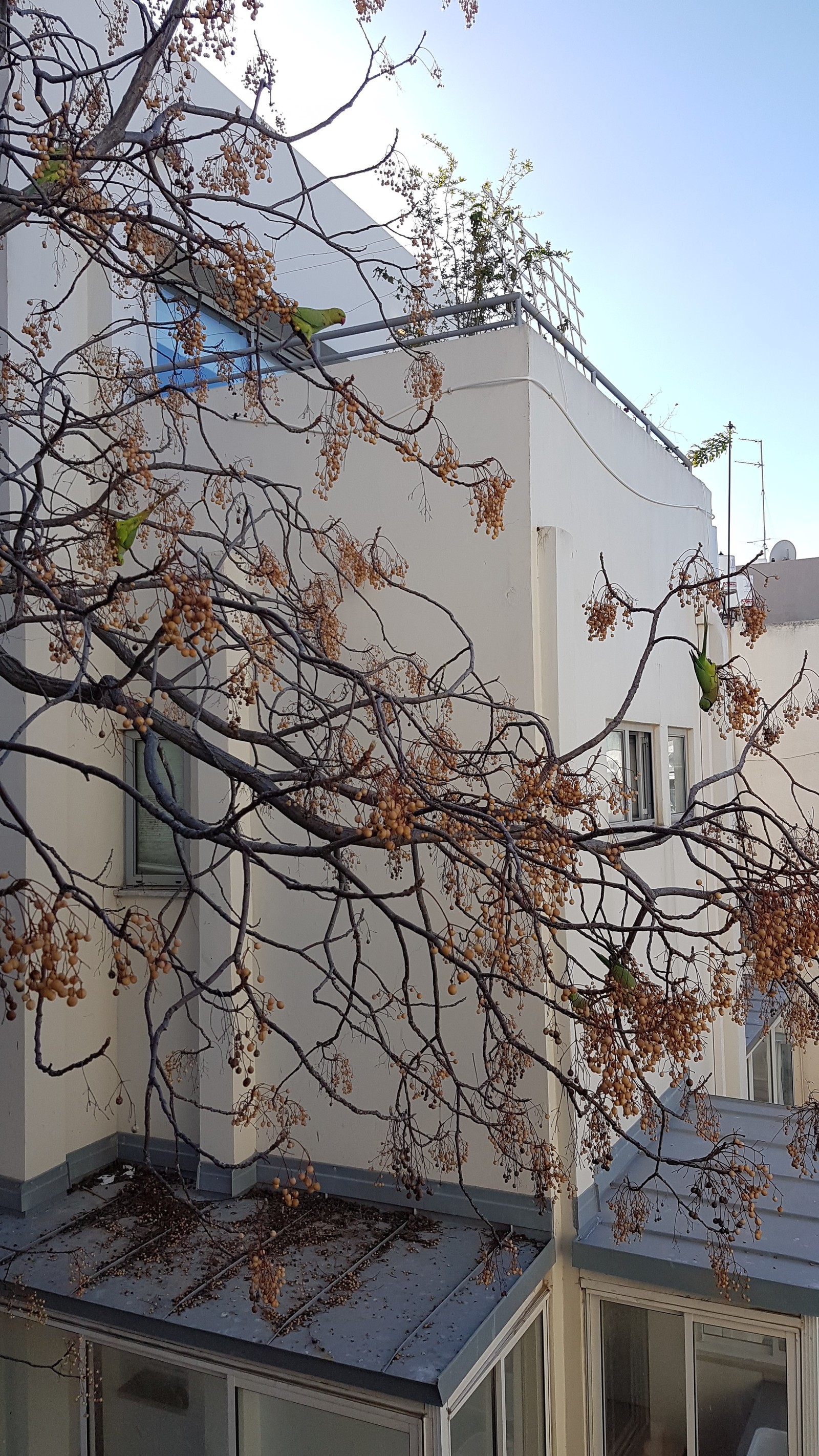 Dinner outside the window. How many parrots do you see? - My, A parrot, Dinner, Birds, Tree, The photo