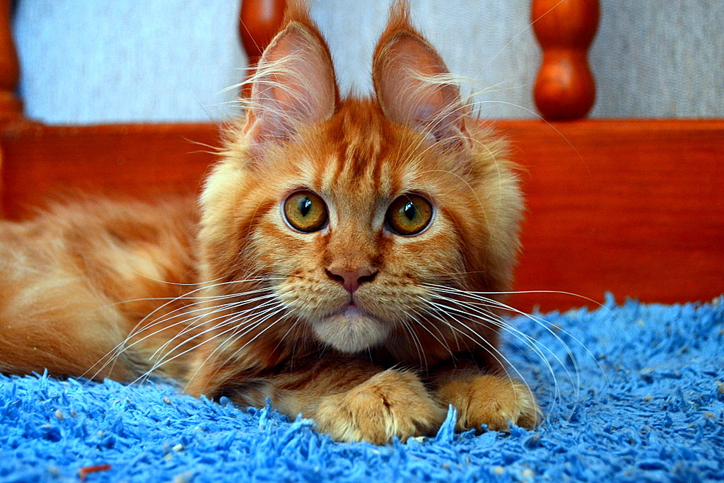 Here is a cat, another kitten! And the look! Maine Coon breed. - cat, Maine Coon, Pet, Longpost, Pets