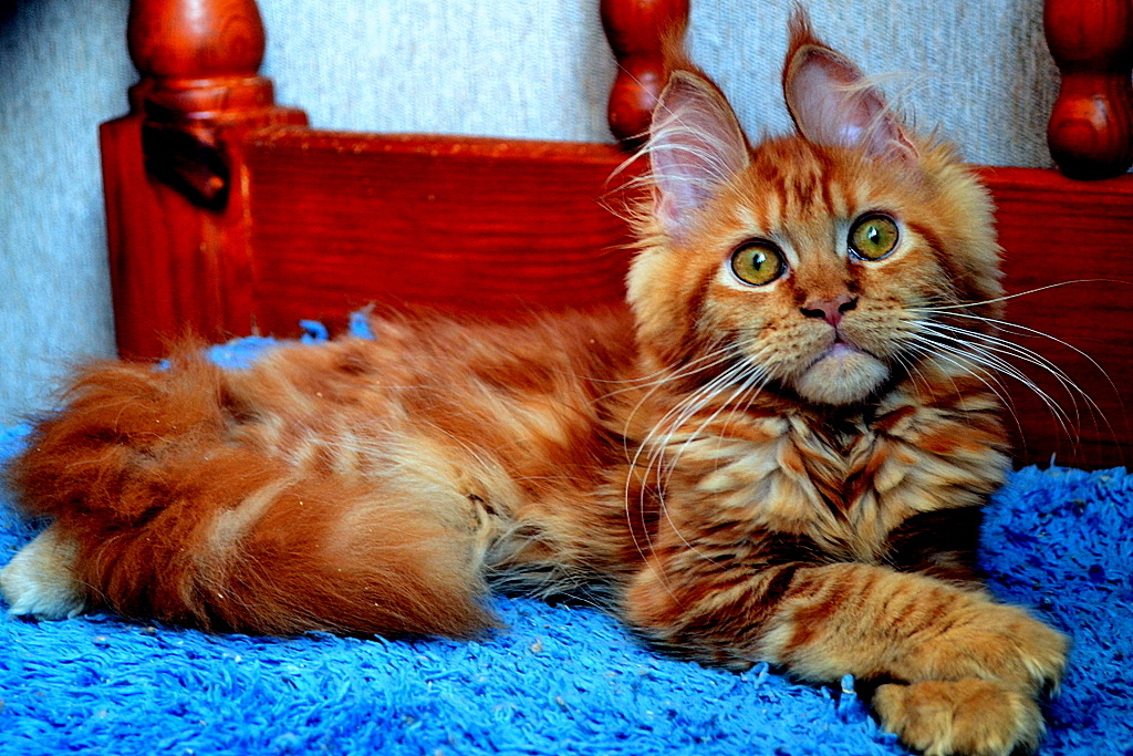 Here is a cat, another kitten! And the look! Maine Coon breed. - cat, Maine Coon, Pet, Longpost, Pets