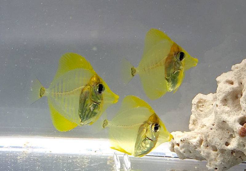 Yellow tango for marine aquarium - Aquarium, Aquarium fish