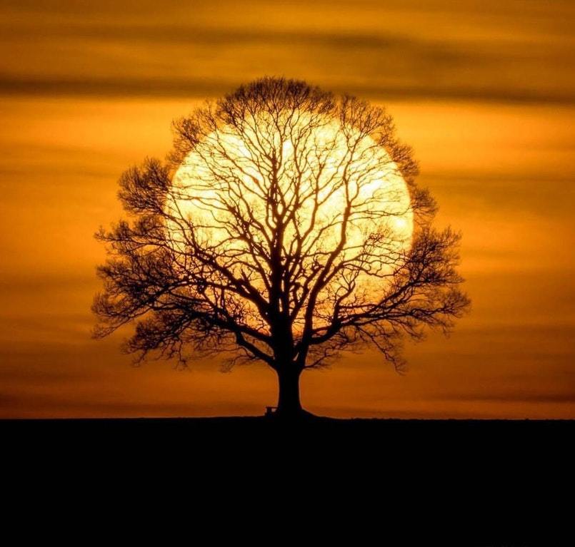 Beauty... - Tree, The sun, The photo