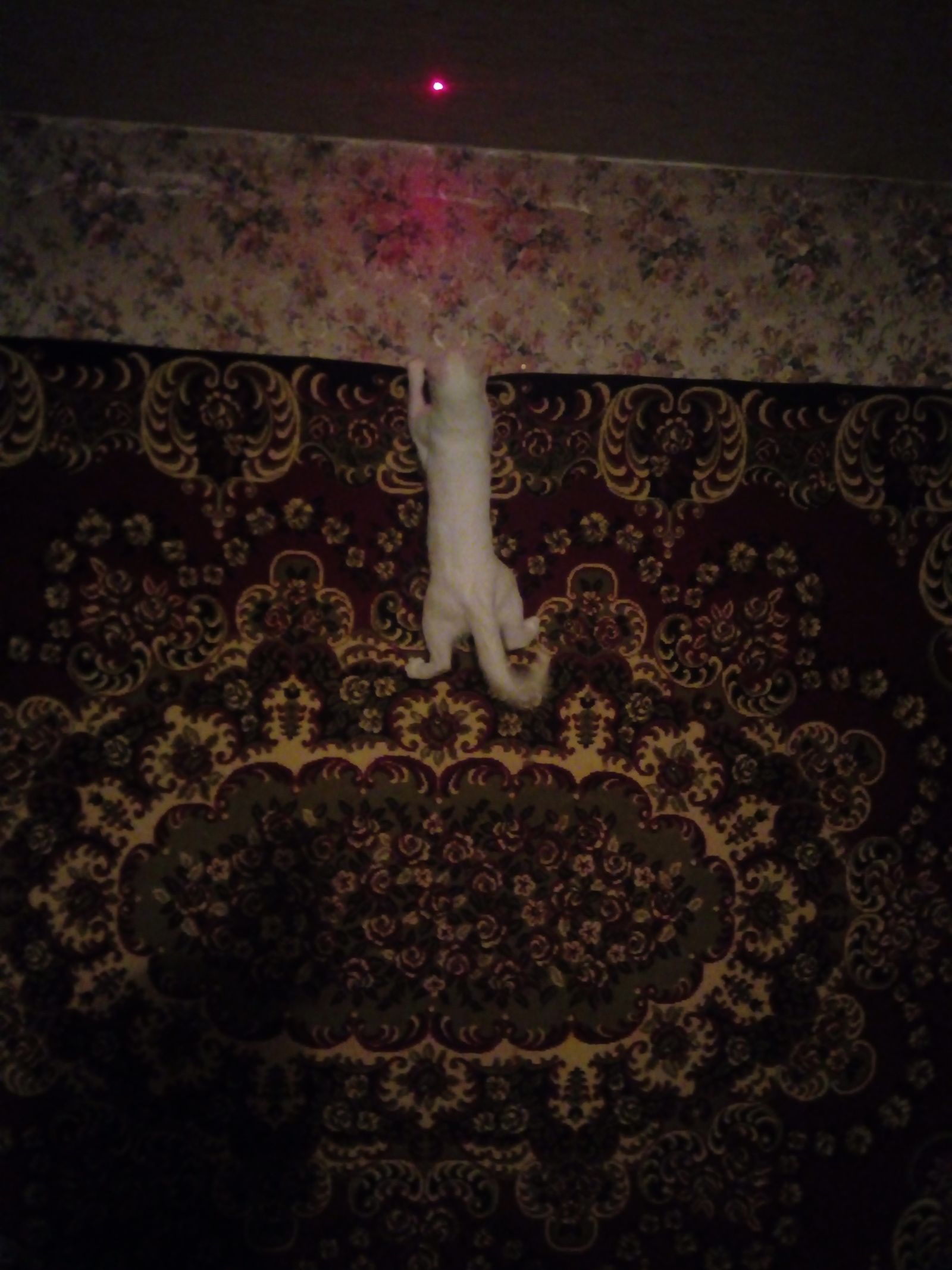 My little demon and favorite carpet) - My, Pets, cat, Carpet, Longpost