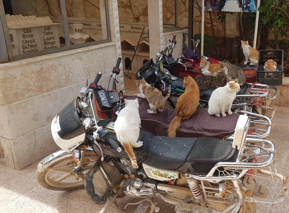 Photos from the famous cat shelter in Aleppo, where the domestic cats of the dead or those who fled the city found refuge. - cat, Syria, Aleppo, Shelter, Longpost