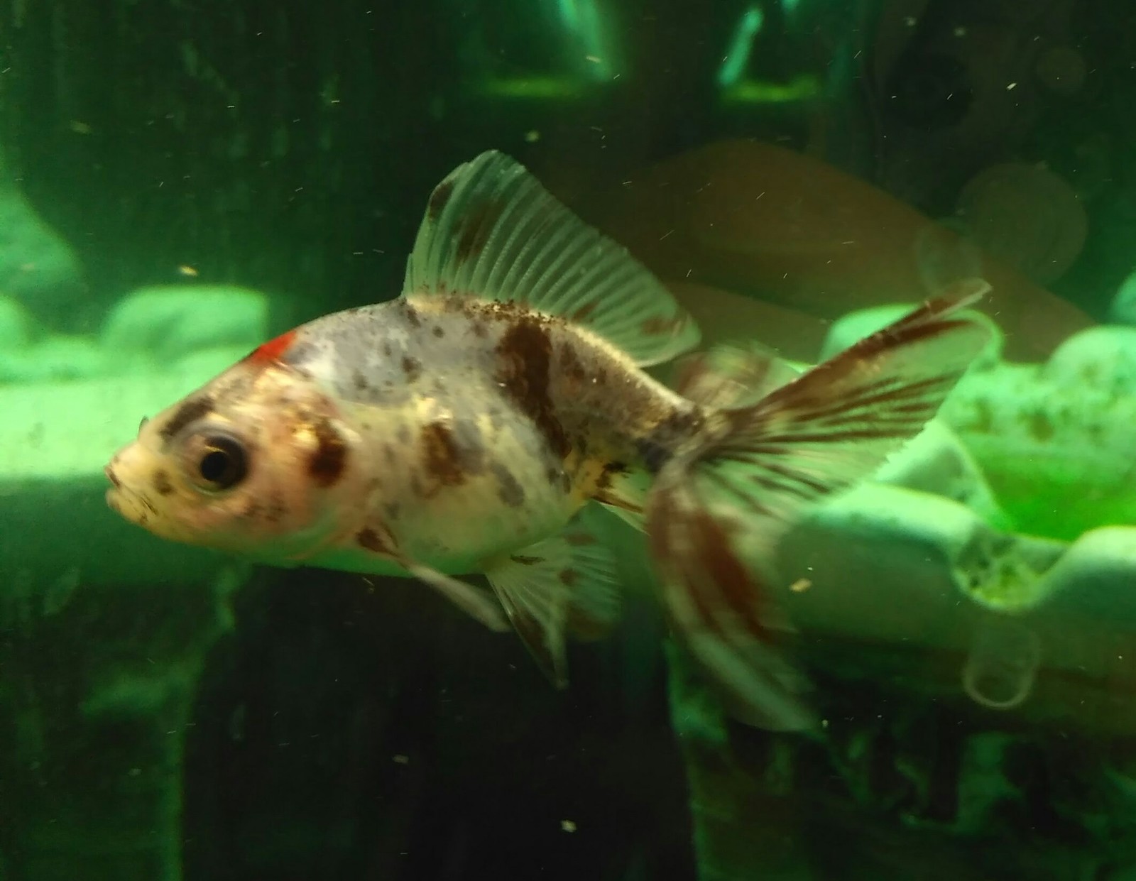 My battle with ichthyophthyroidism (semolina), attempt 2 - My, Aquarium, Aquarium fish, , Semolina, Aquarium, Parasites, Treatment, Pestilence, Longpost, Disease