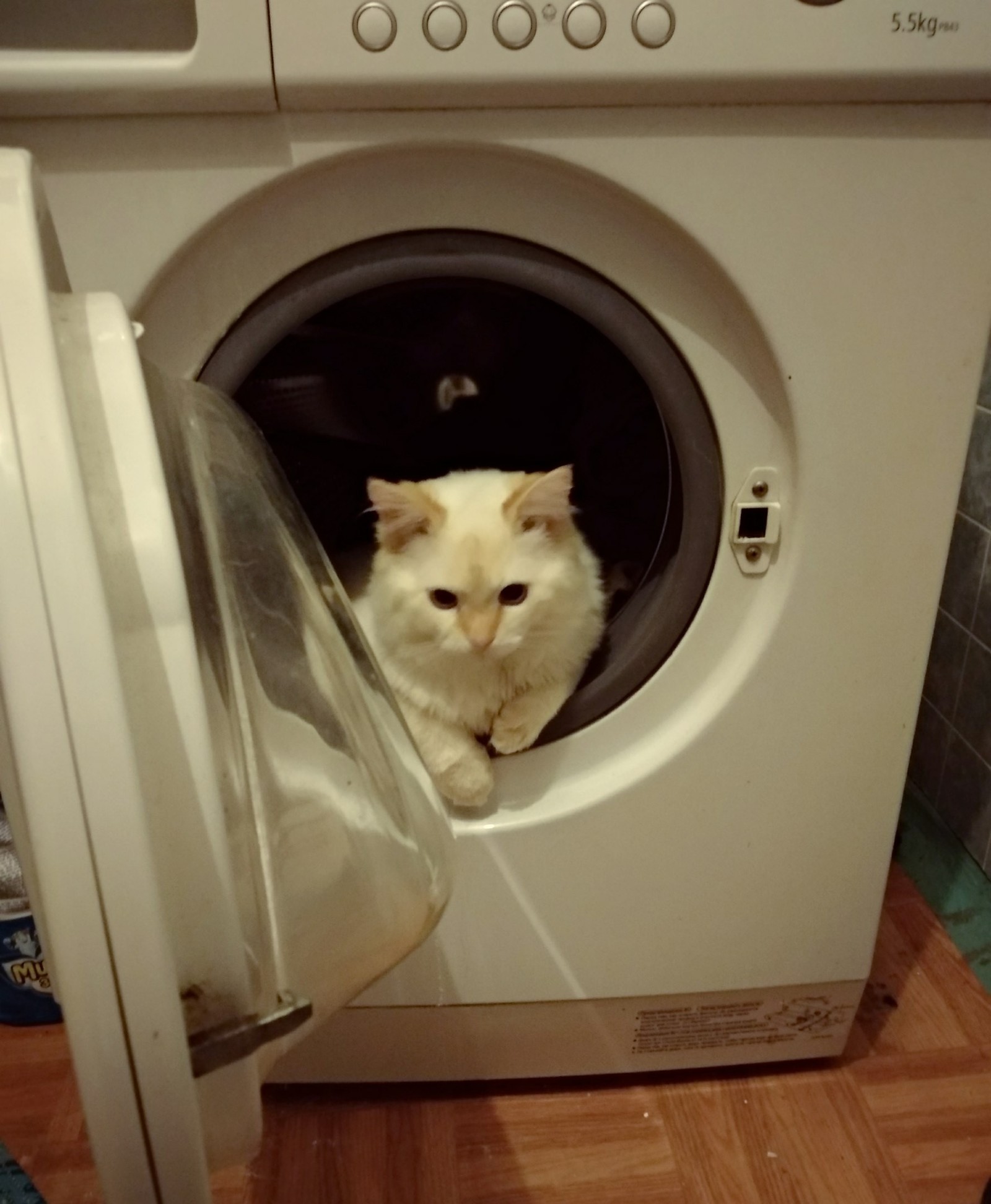 What are you looking at? Run, let's go! - My, cat, Centrifuge, Space, Workout, Washing machine, The photo, Humor