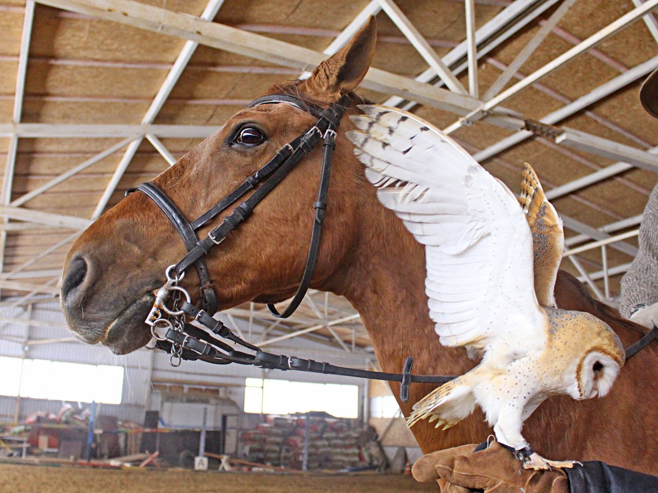 Meeting a horse with an owl - My, Owl, Horses, Horses, Birds, Barn owl, Longpost, The photo