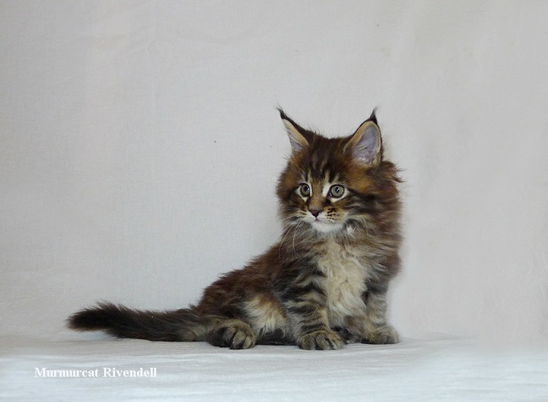 Maine Coons aged 0-45 days. - My, Maine Coon, cat, Catomafia, Kittens, Longpost