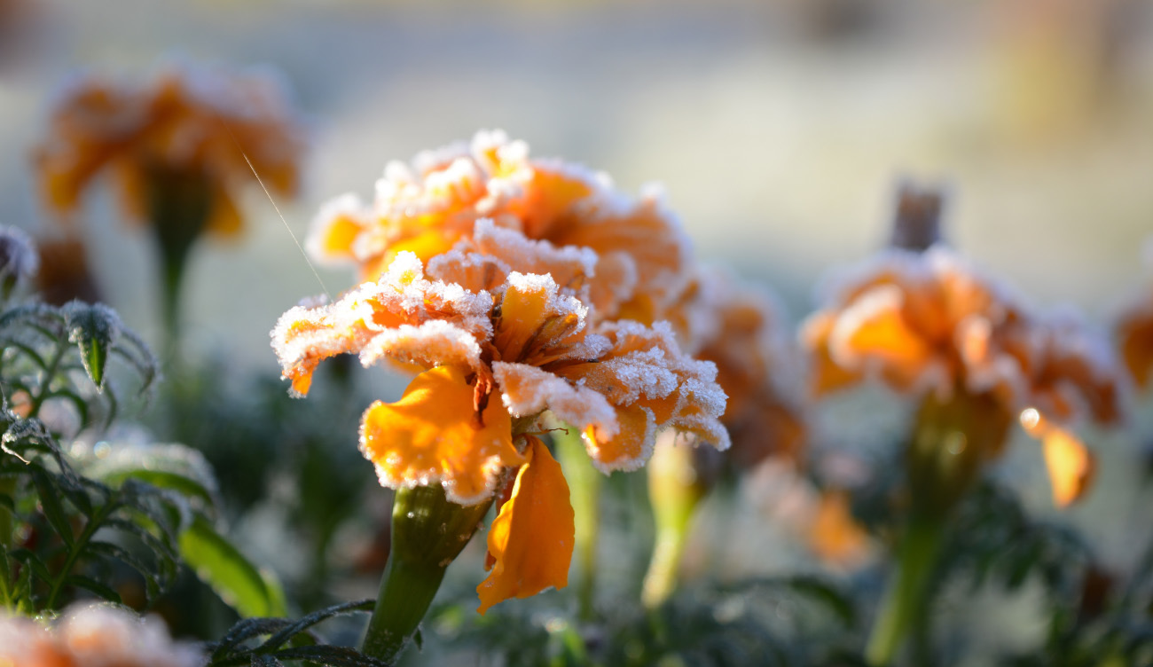 My random colorful selection - My, The photo, Landscape, Frost, Mushrooms, Nikon d5200, 18-55 kit, Longpost, Nature