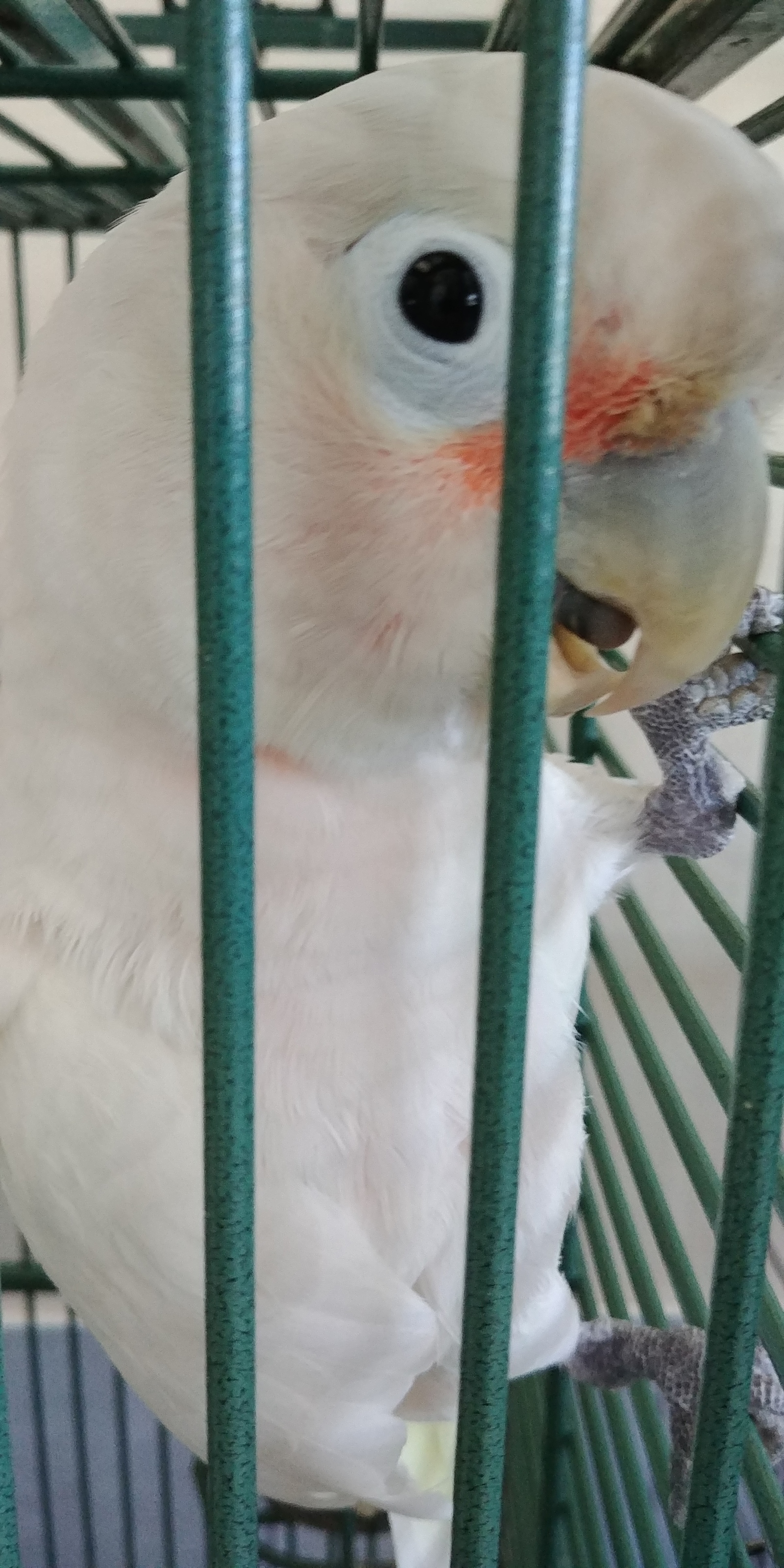 A few months ago, I volunteered at a parrot shelter. - My, A parrot, Birds, Cockatoo, Amazon parrot, Macaw parrots, Longpost