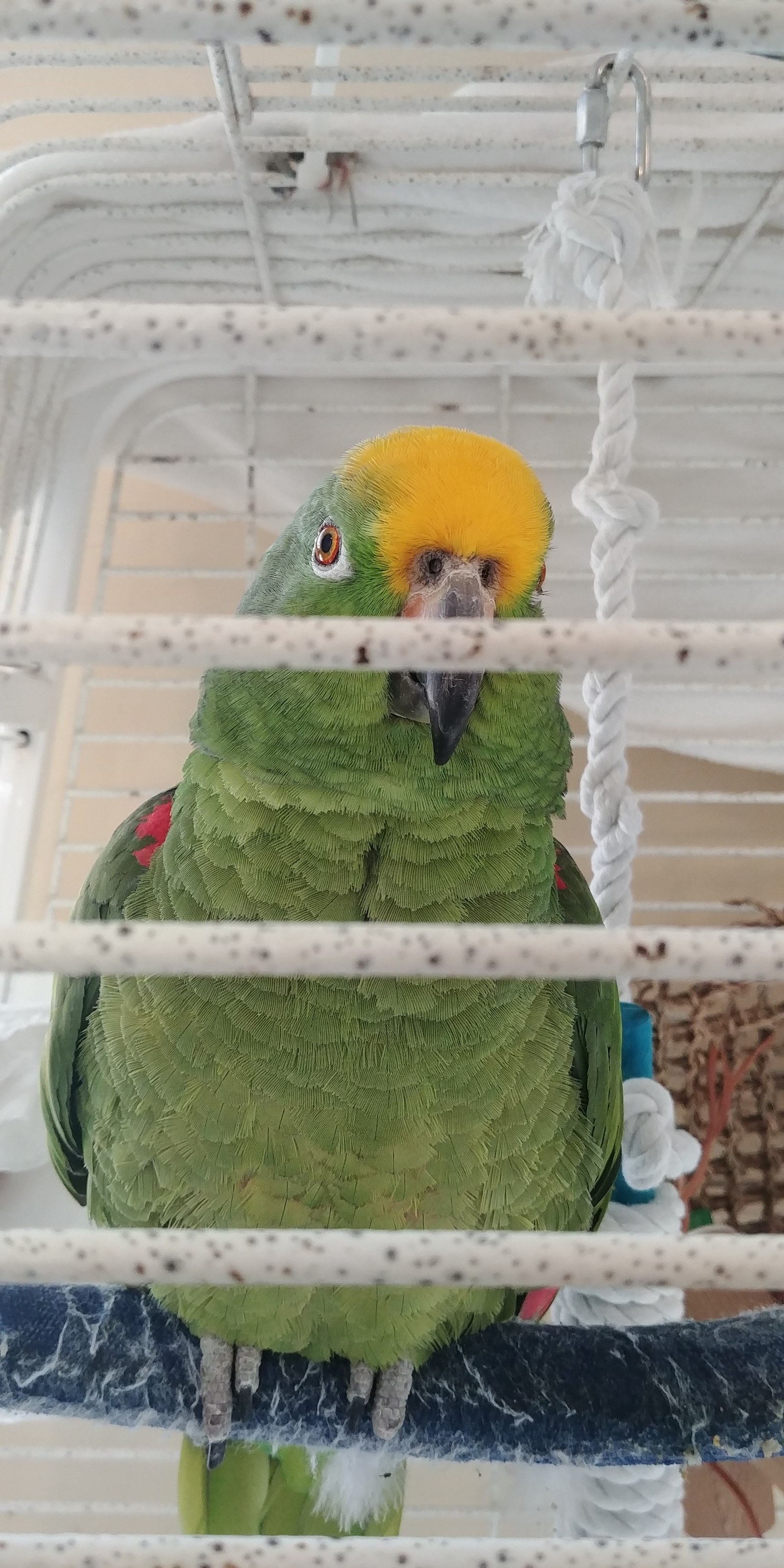 A few months ago, I volunteered at a parrot shelter. - My, A parrot, Birds, Cockatoo, Amazon parrot, Macaw parrots, Longpost