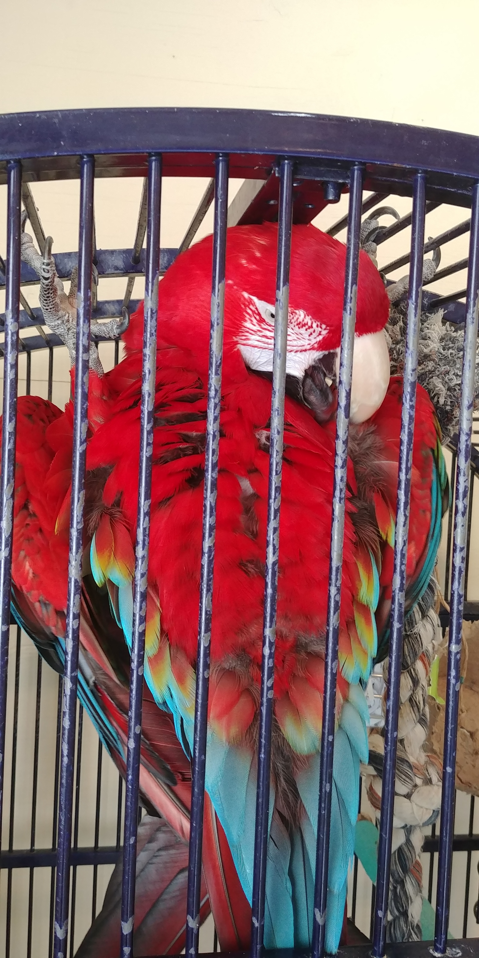 A few months ago, I volunteered at a parrot shelter. - My, A parrot, Birds, Cockatoo, Amazon parrot, Macaw parrots, Longpost