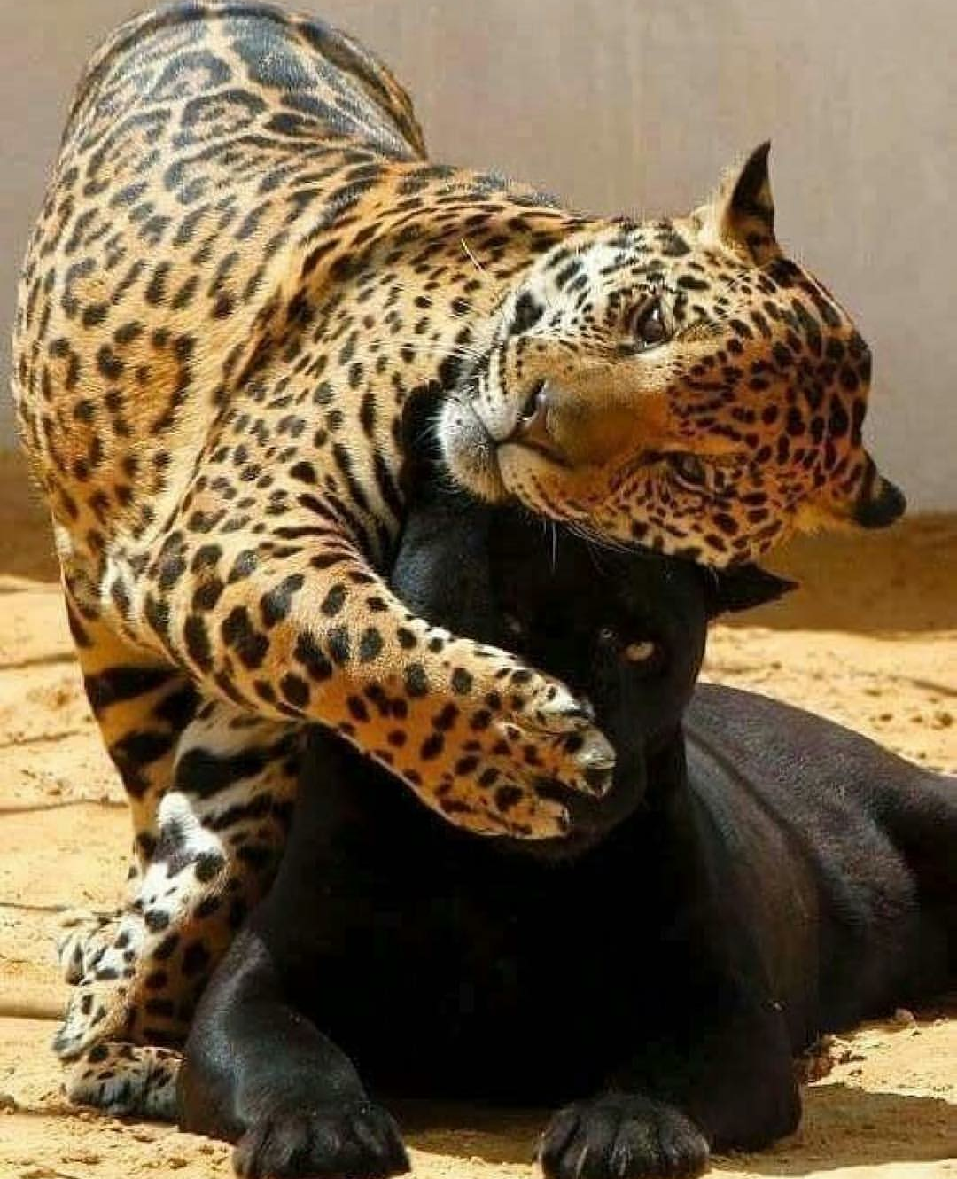 Hugs - Hugs, Leopard, Panther, The photo, Wild animals, Cat family