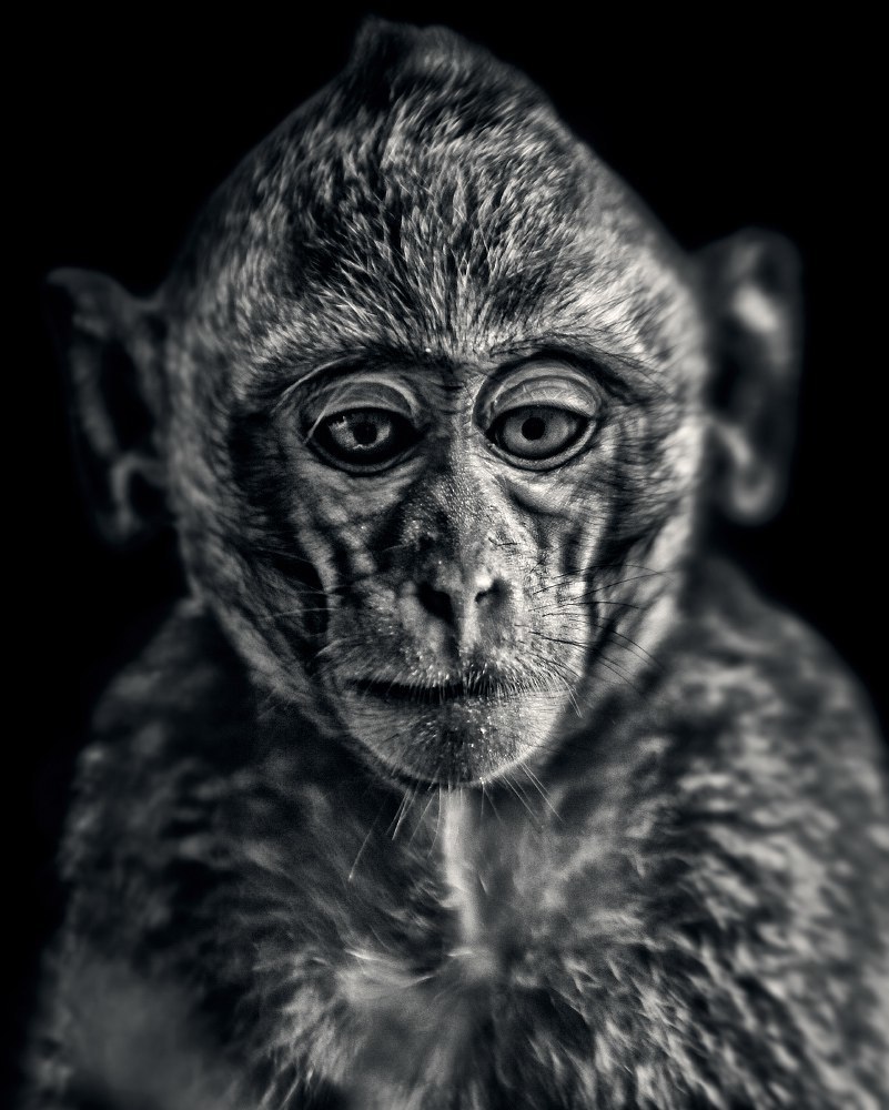 animal portraits - My, Portrait, Black and white photo, Monkey, Camels, Seal, a lion, Longpost