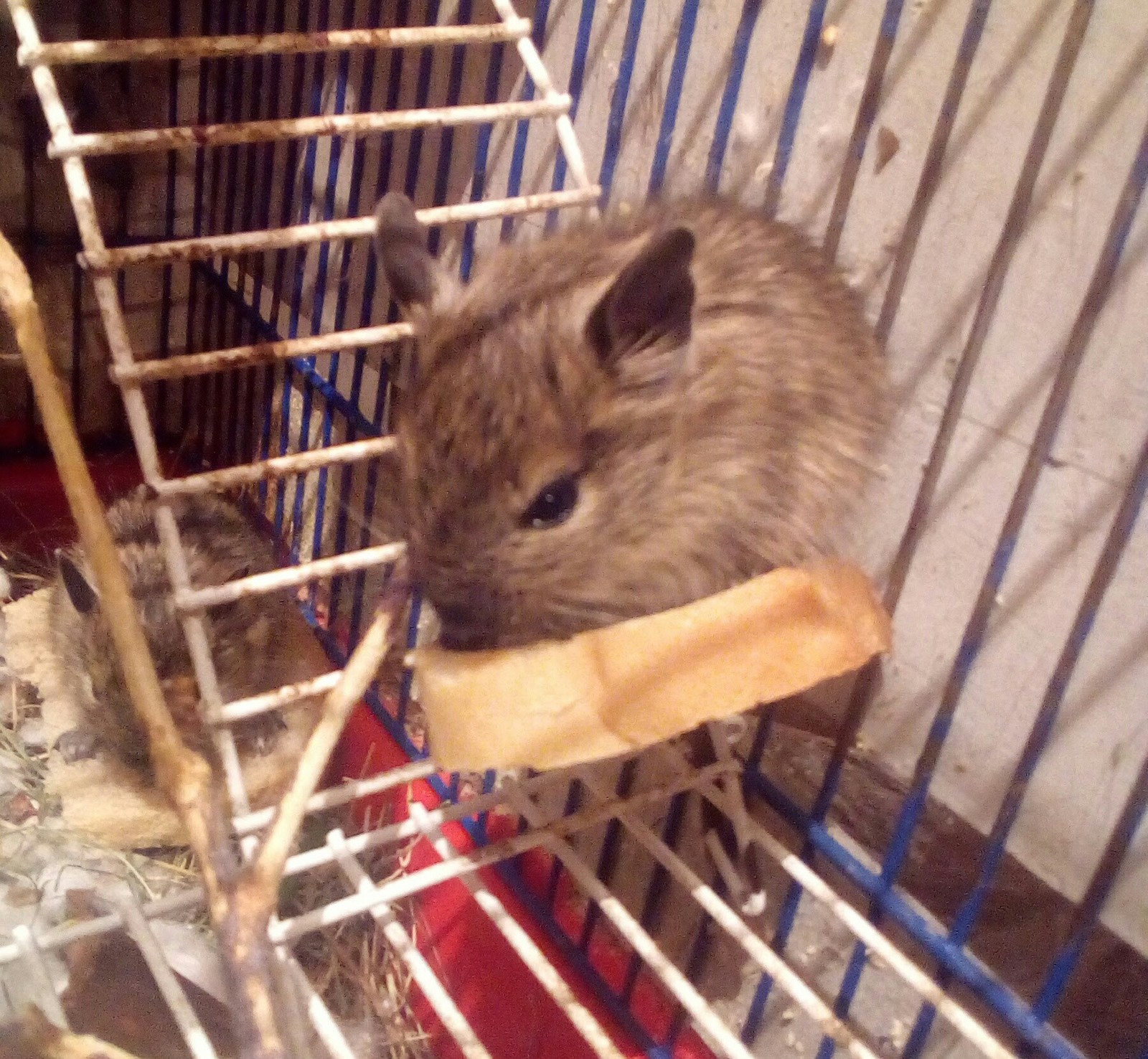 My daughter asked for a dzhungarik, and they gave me a couple of degus, and even with a secret. - My, Degu, Unexpected, Longpost