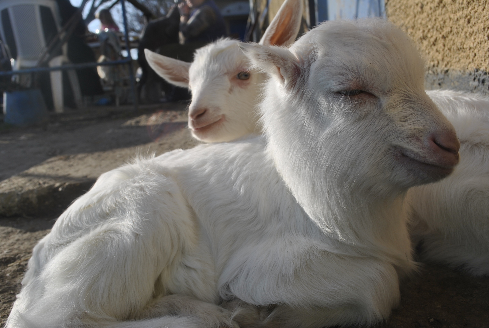 goats - My, My, Kid, Сельское хозяйство, Animals, Longpost, The photo