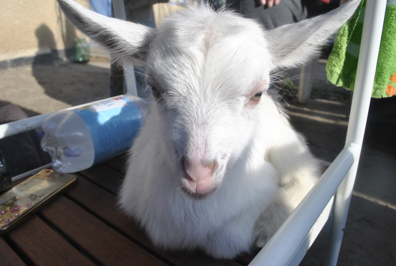 goats - My, My, Kid, Сельское хозяйство, Animals, Longpost, The photo