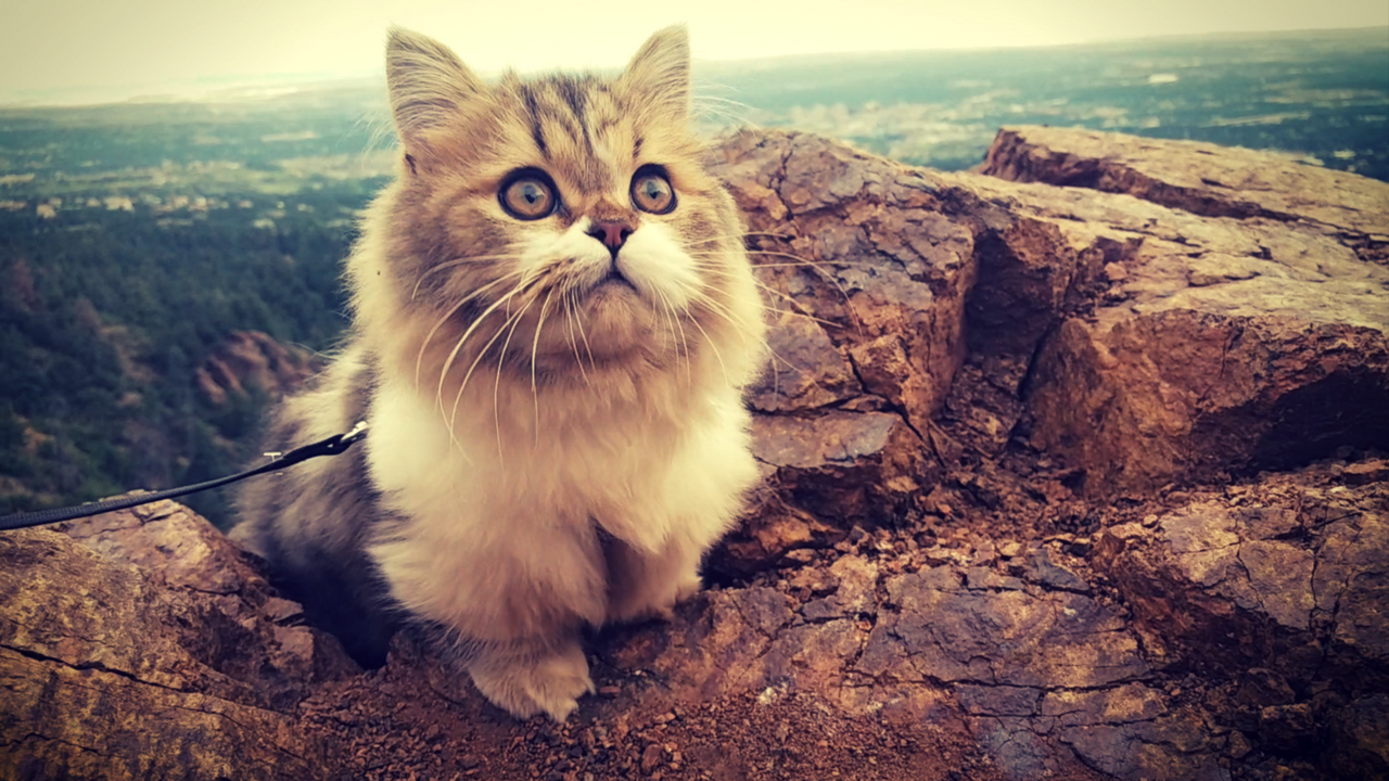 munchkin cat - cat, Munchkin, The photo